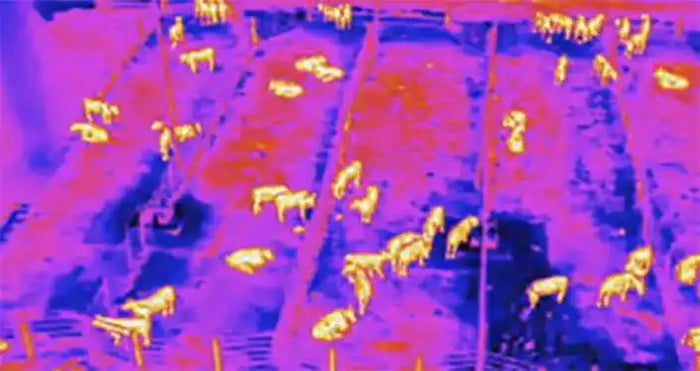 Best Smart Drones to Power Farm Animal Husbandry