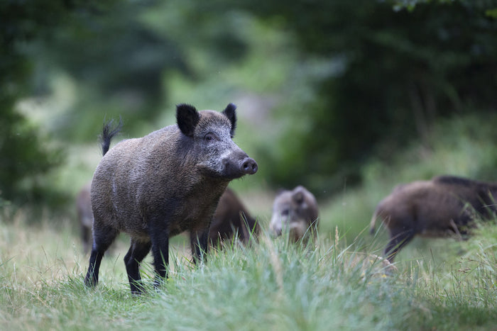 Wildlife Drones Feral Pigs