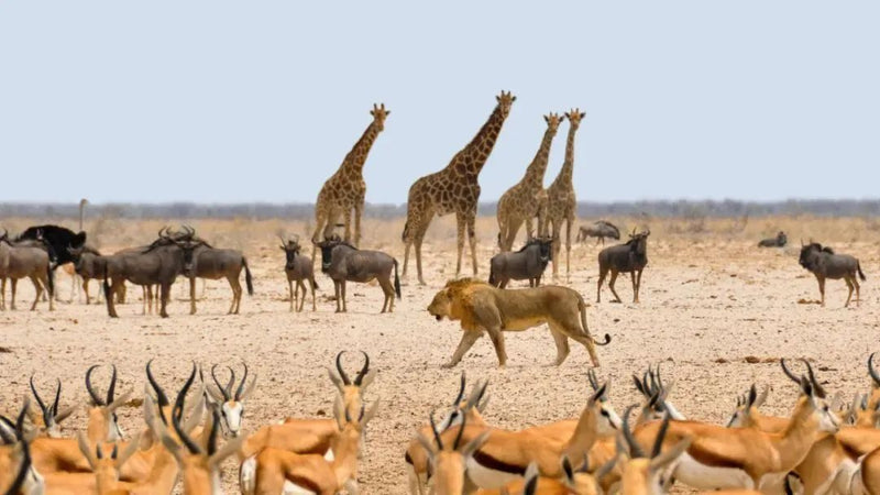 Anti-Poaching Drones: A New Way To Protect Wildlife