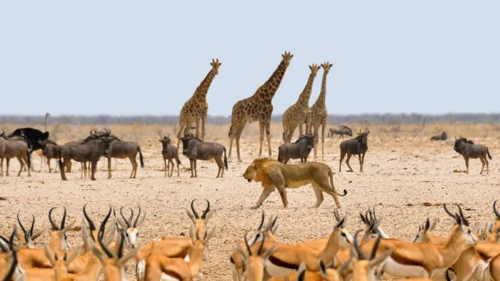 protect wildlife