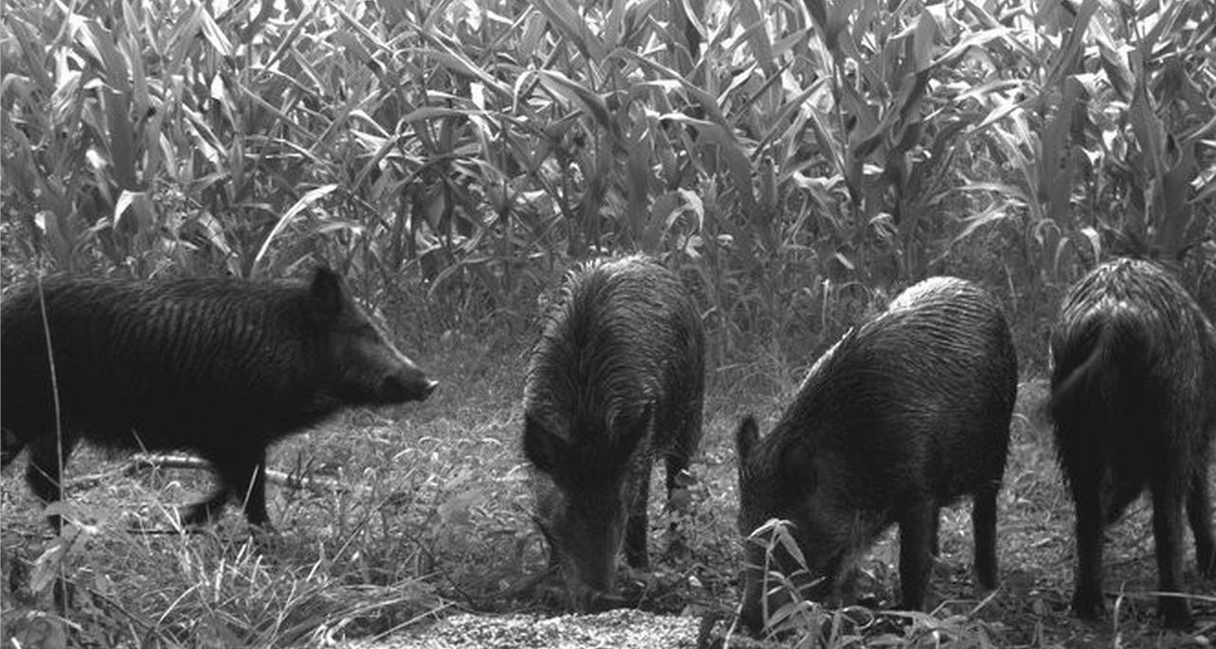 Autel EVO II 640T Thermal drones for Hunting