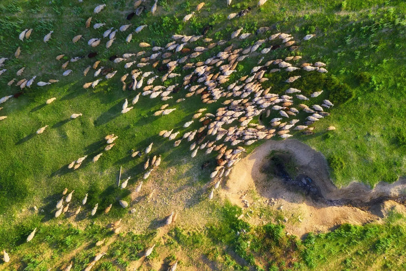 Wildlife Management with Drone Thermal Imaging in the Field