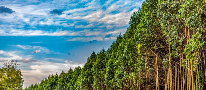 Drones in Forestry: Applications of Multispectral Imagery