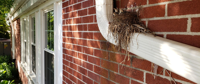 Drones Keep Pigeons Off Rooftops