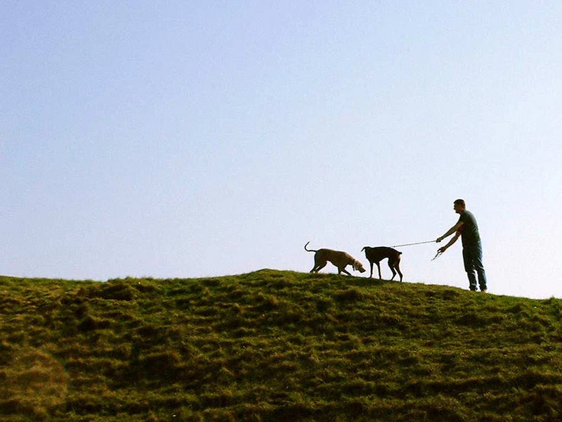 How Drones with Cameras Rescue Missing Pets: 10 Critical Points