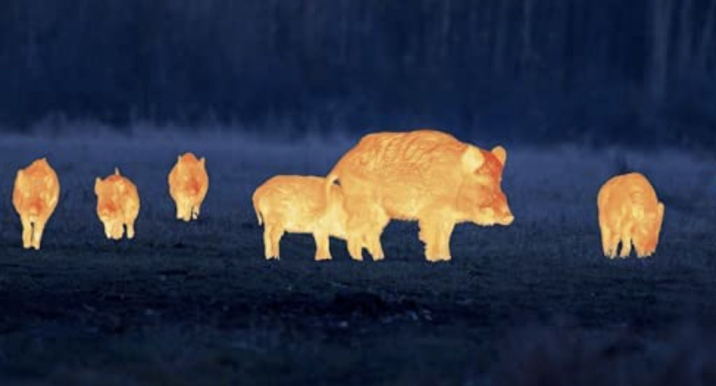 Thermal Imaging Drones for Legal Hunting Hogs