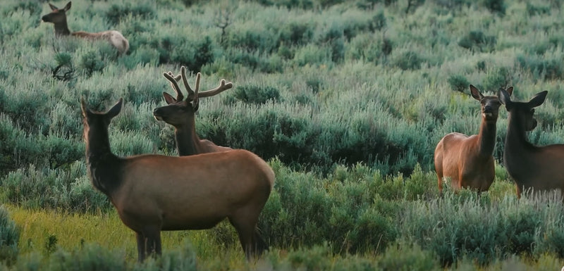 Applications and Challenges of Drones in Wildlife Photography