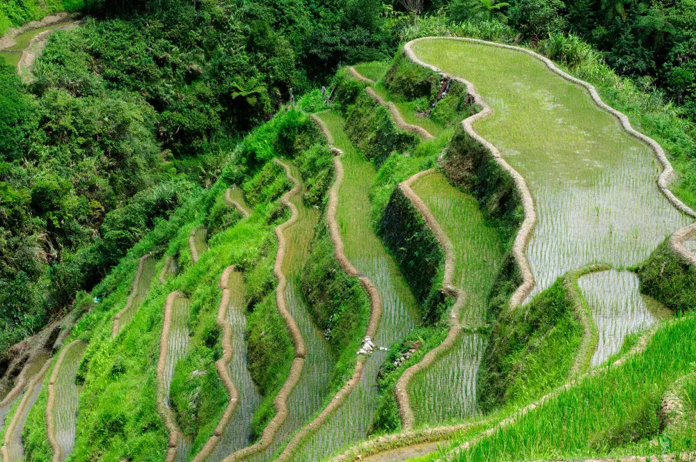 Aerial Photography of Rice Terraces