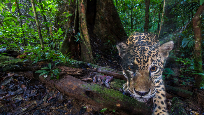 Wildlife